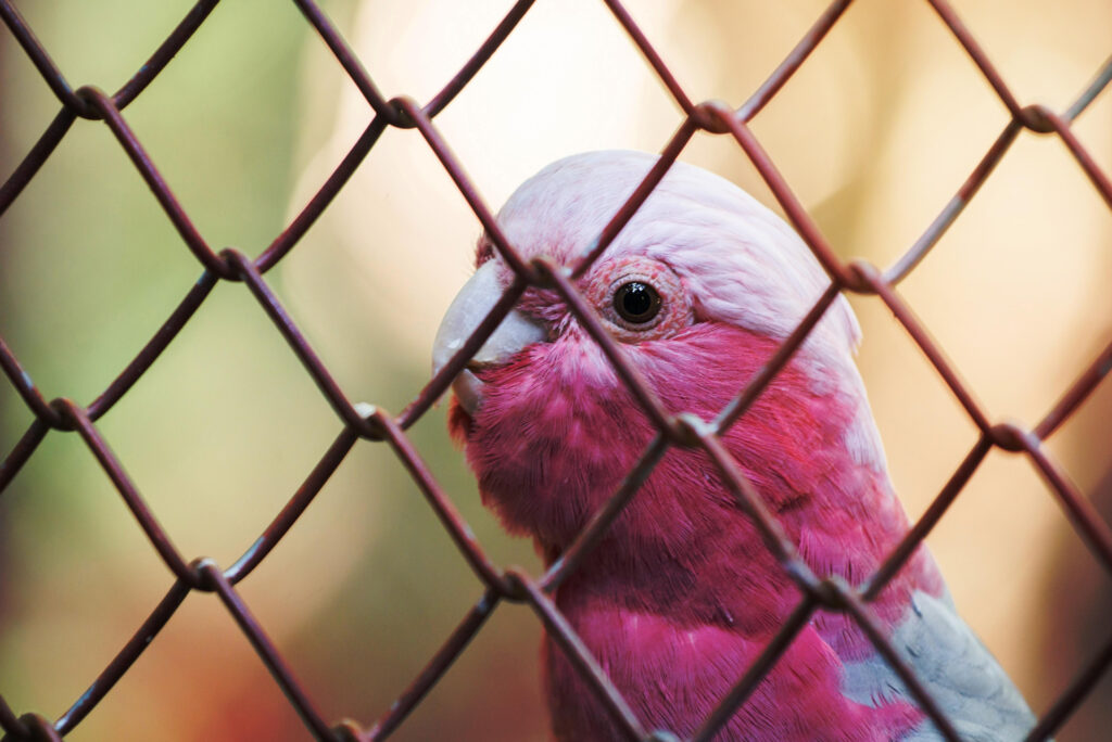 galah cockatoo, pink parrot, roseate cockatoo