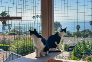 custom catios los angeles california 2