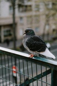 Close-up of a pigeon perched on a metal fence in a city setting.
