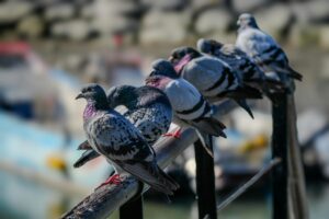 A group of pigeons perched on a metal rail in an urban setting, capturing the essence of city life.