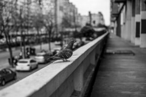 Monochrome photo of a pigeon on a city railing in Buenos Aires street setting.